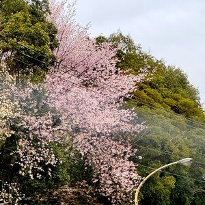 Share listing winner  , for live share show
Picture taken in Jap…